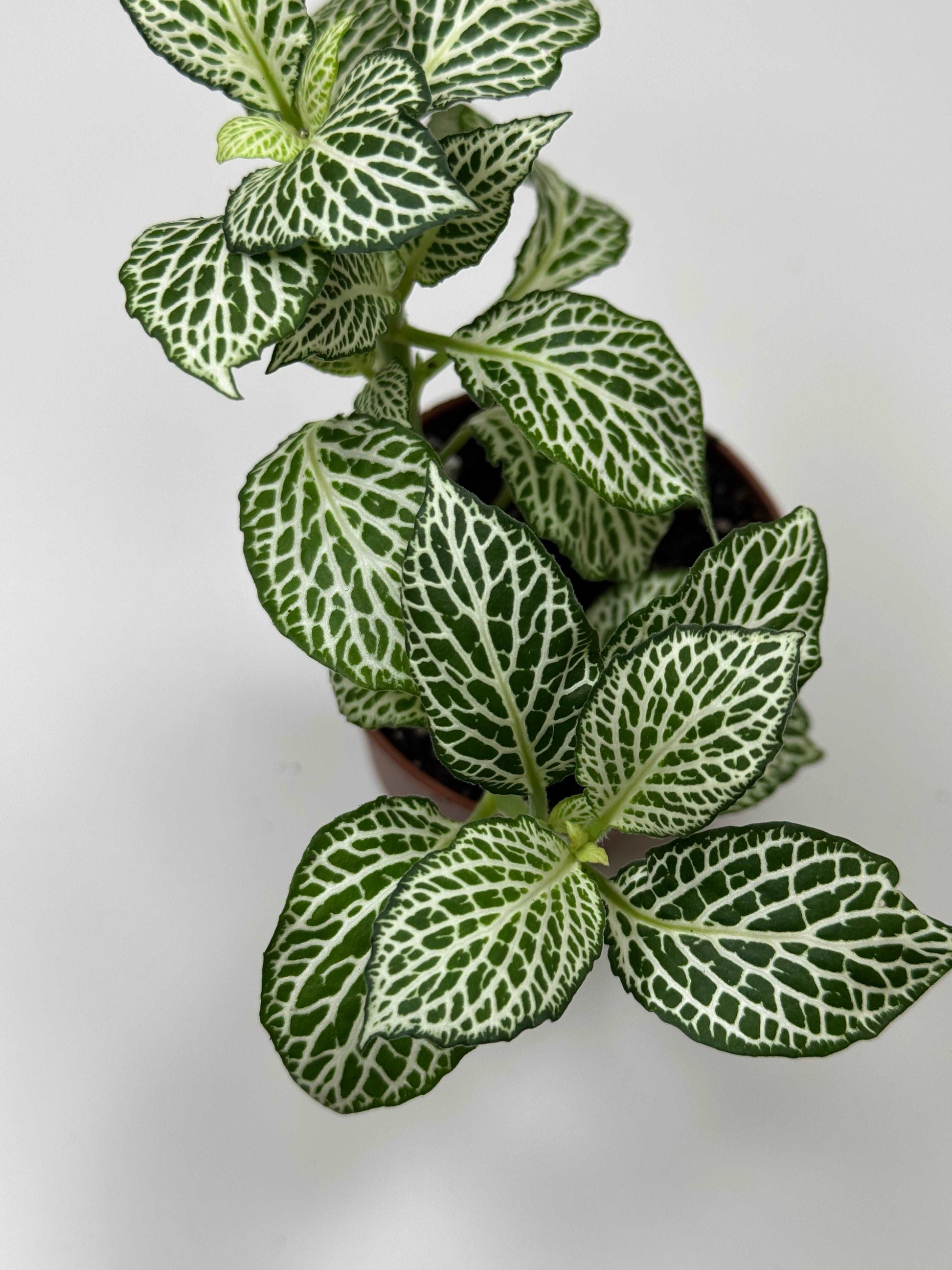 Fittonia “White Ann”