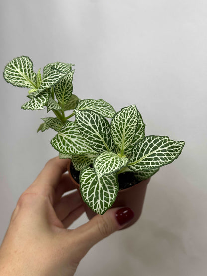 Fittonia “White Ann”