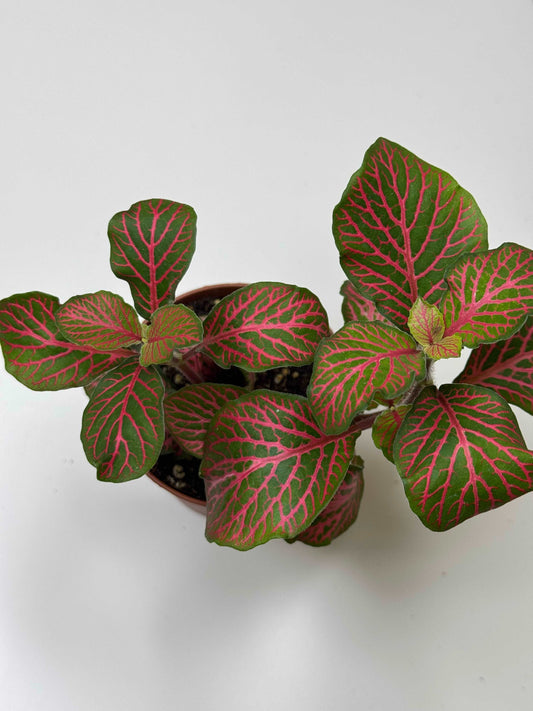 Fittonia “Joly Josan”