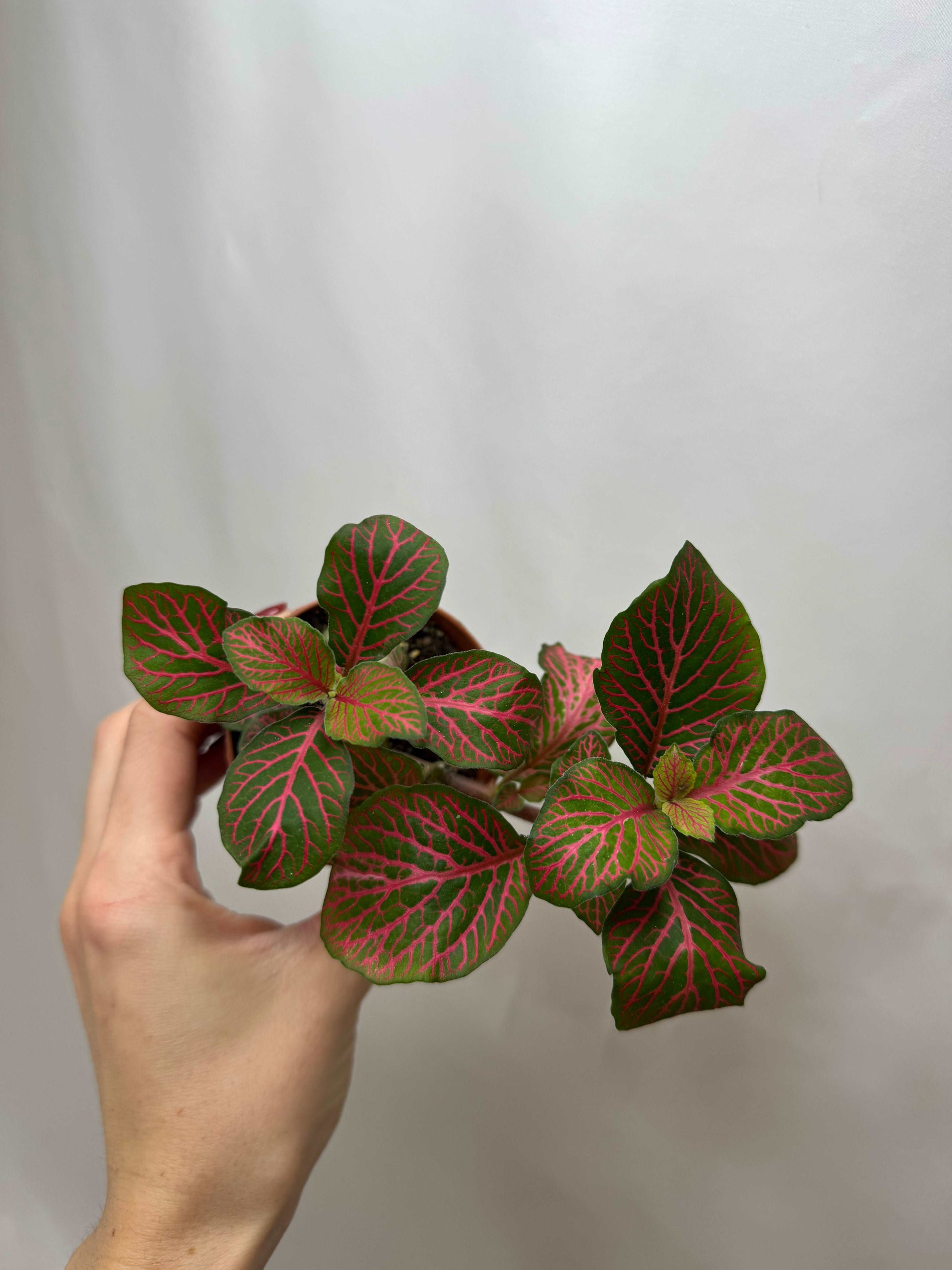 Fittonia “Joly Josan”