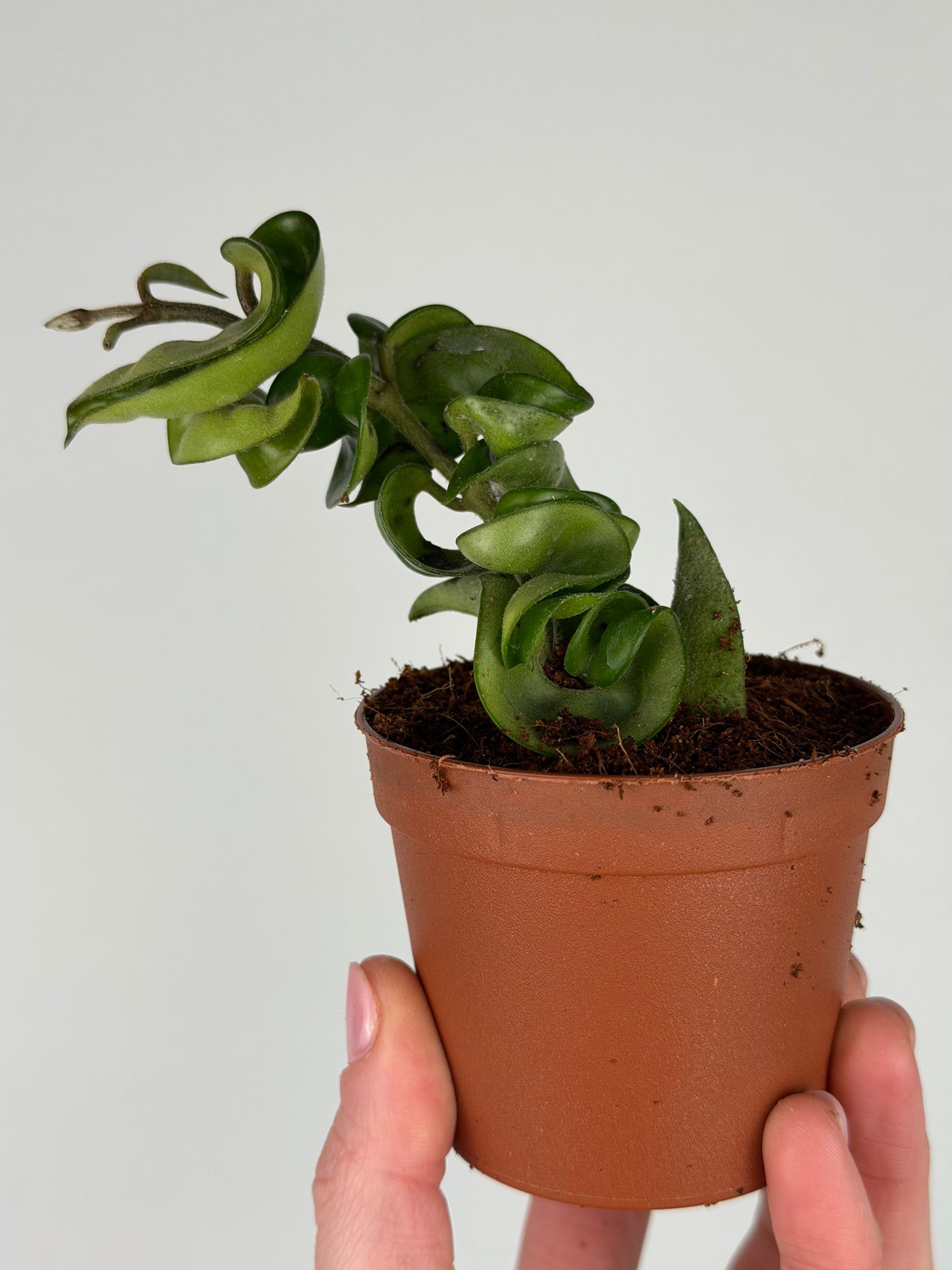 Hoya Compacta Hoya Tropical Corner "S" 6 cm