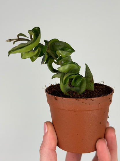 Hoya Compacta Hoya Tropical Corner "S" 6 cm