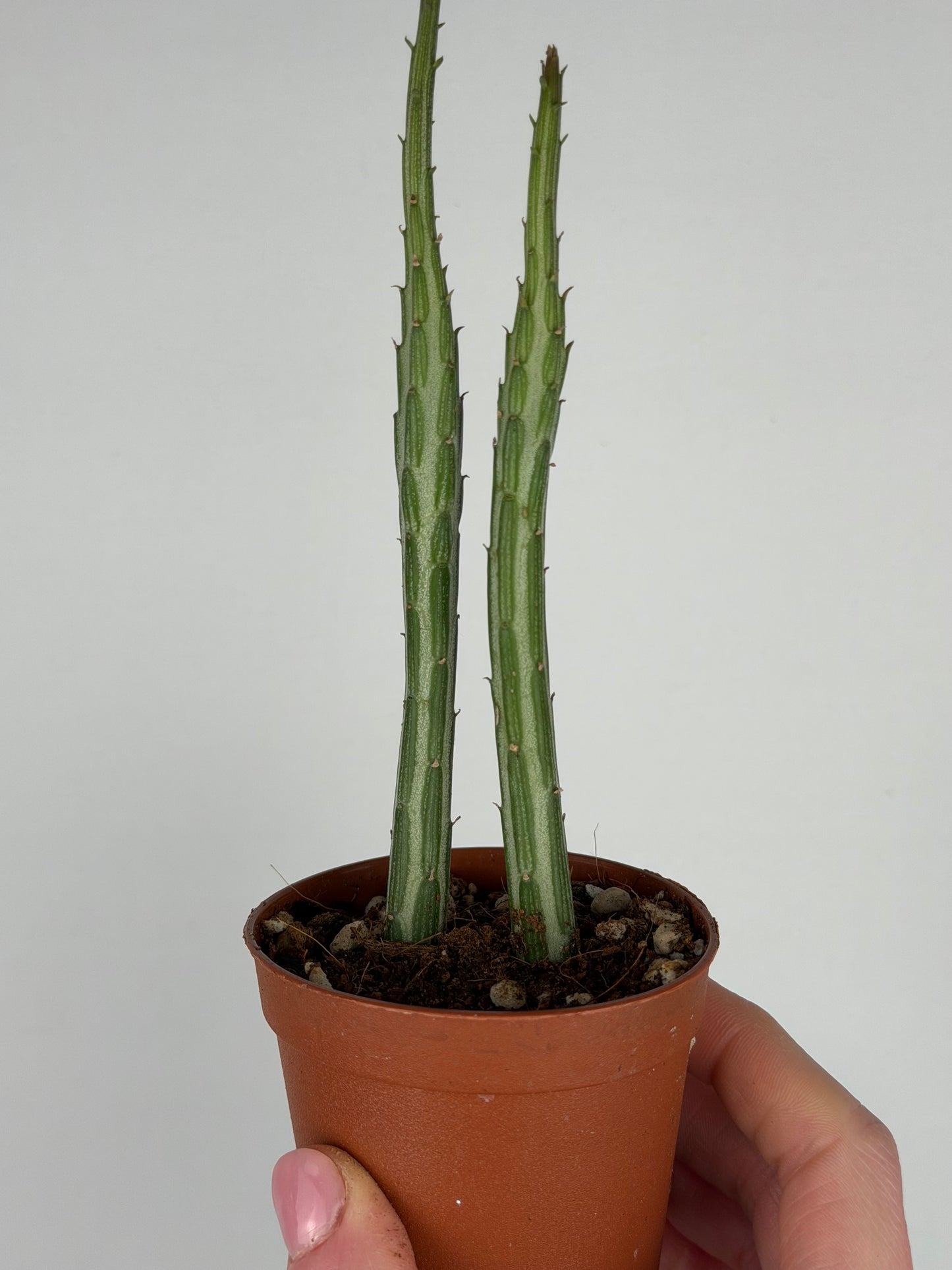 Senecio Stapeliiformis Senecio Tropical Corner "S" 6 cm