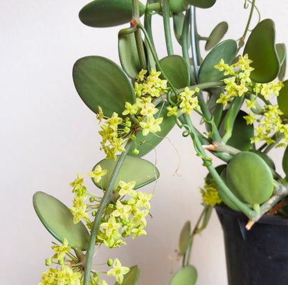 Xerosicyos Danguyi “Silver dollar vine”