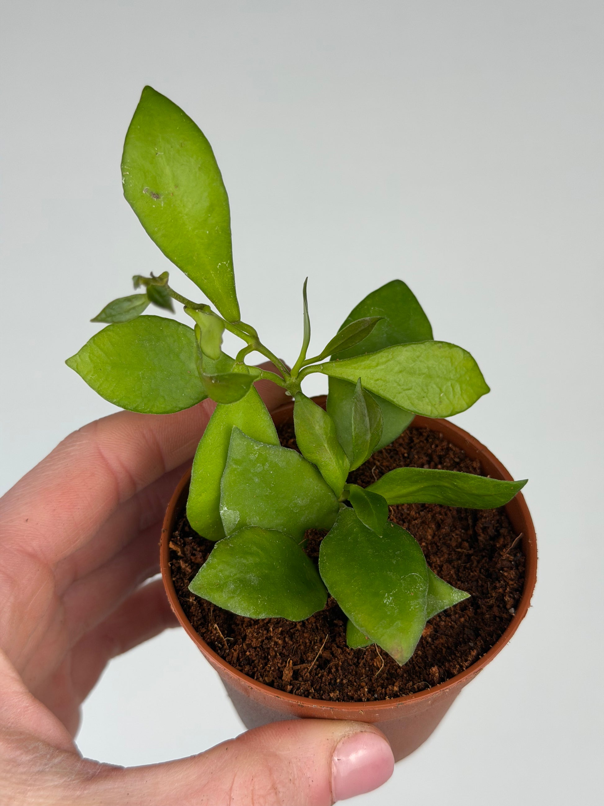 Hoya Heuschkeliana Hoya Tropical Corner