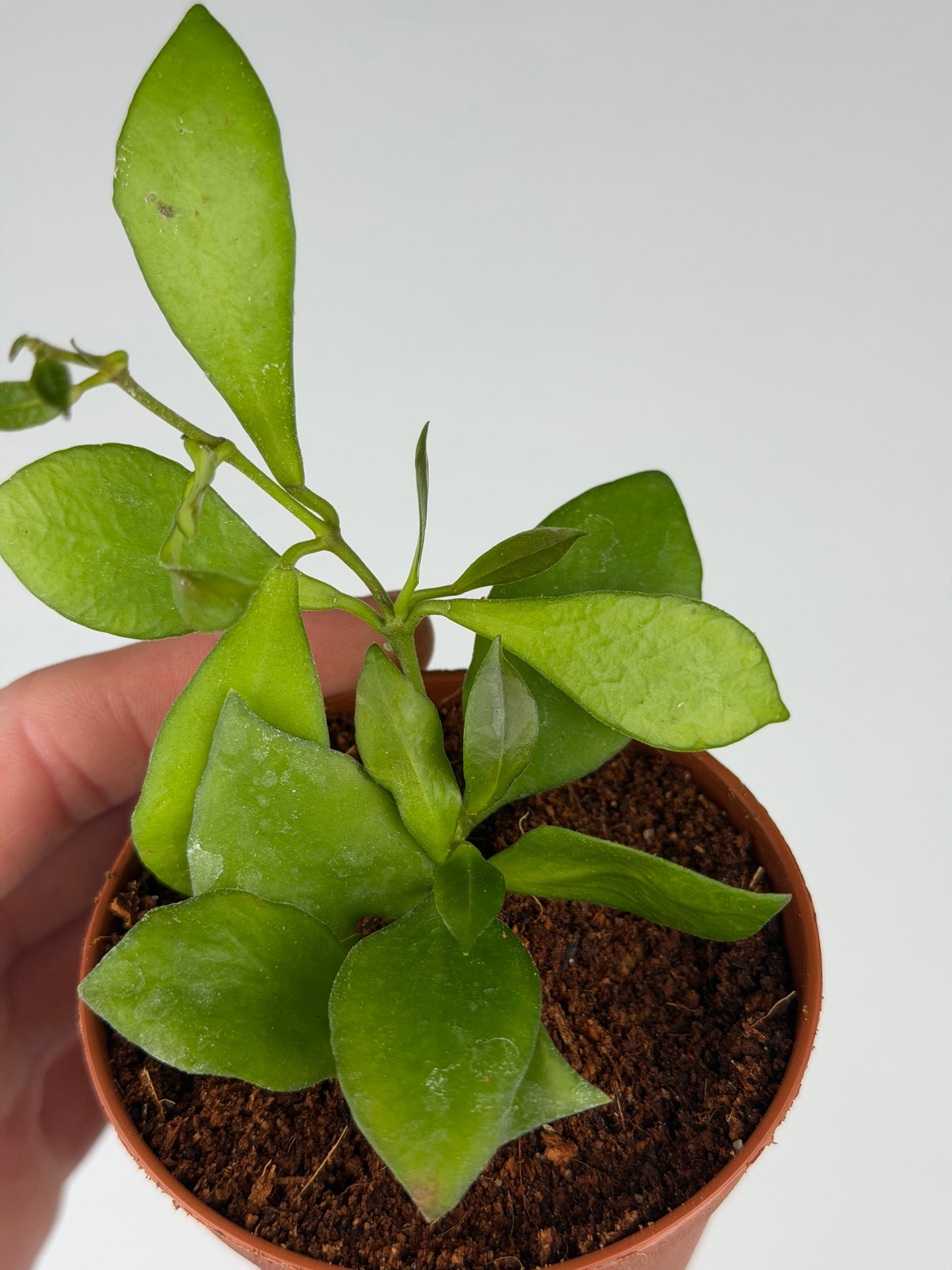 Hoya Heuschkeliana Hoya Tropical Corner