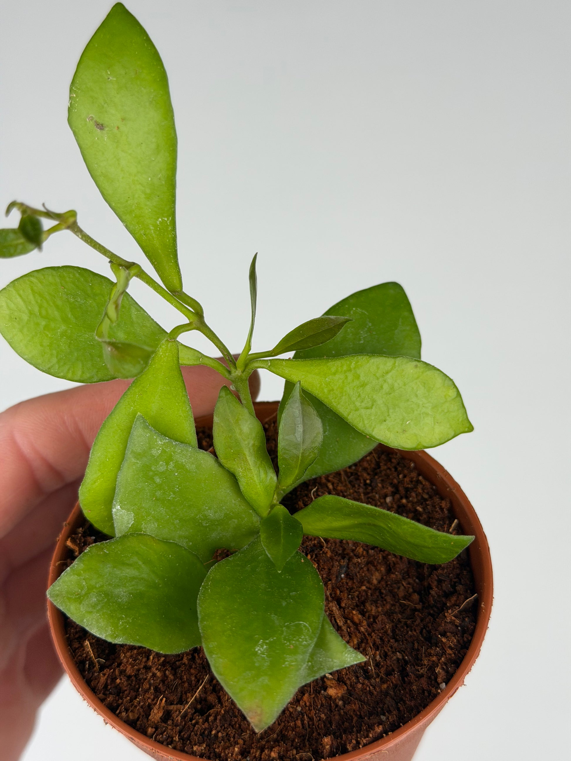 Hoya Heuschkeliana Hoya Tropical Corner