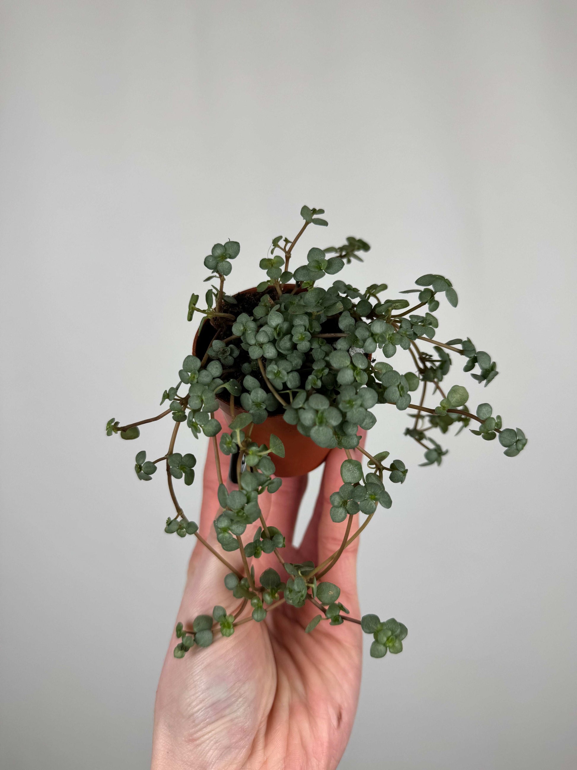 Pilea Glaucophylla "Greyzy"