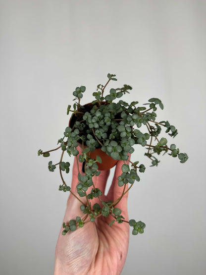 Pilea Glaucophylla "Greyzy"