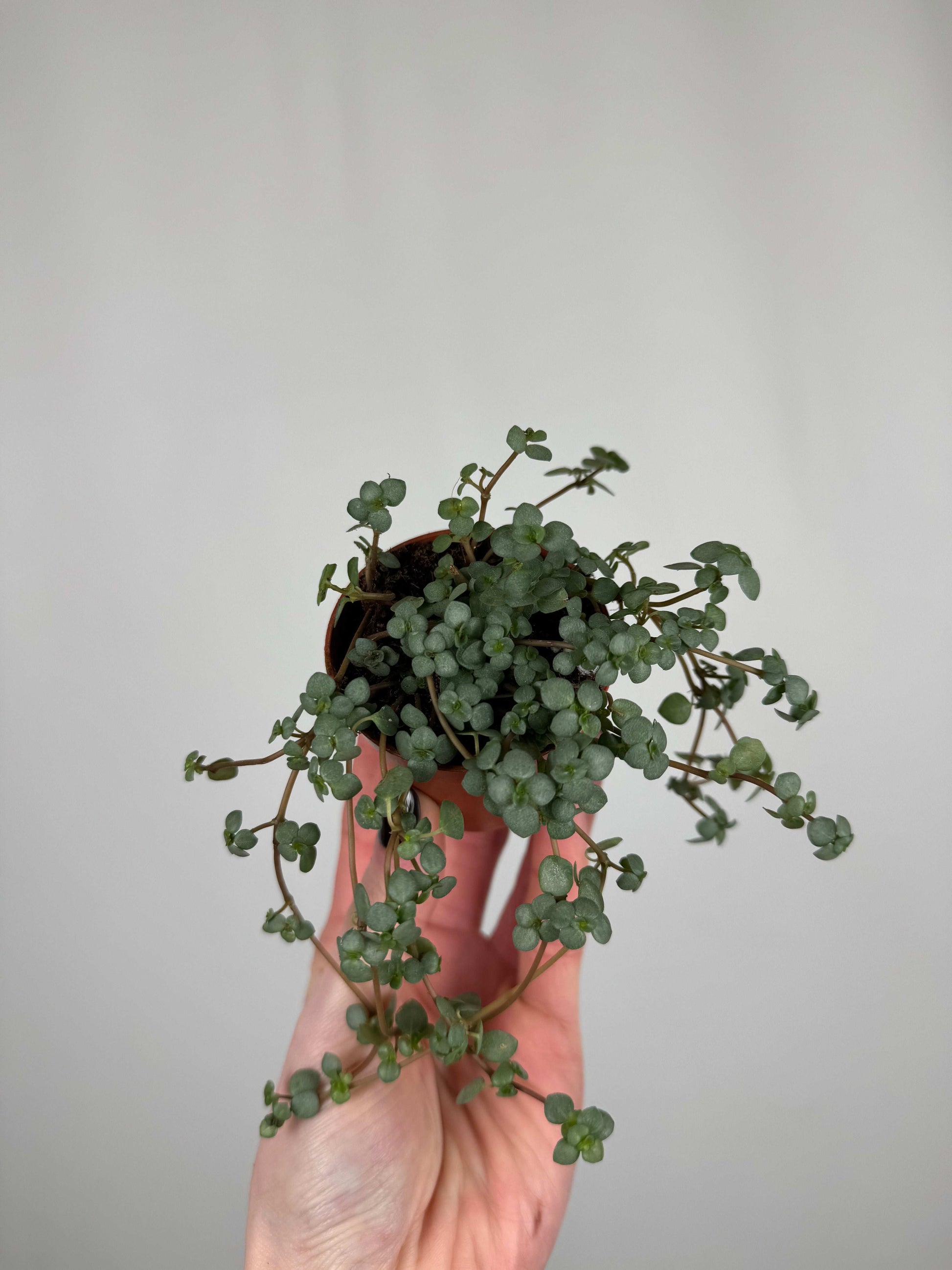 Pilea Glaucophylla "Greyzy"