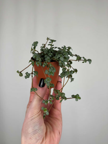 Pilea Glaucophylla "Greyzy"
