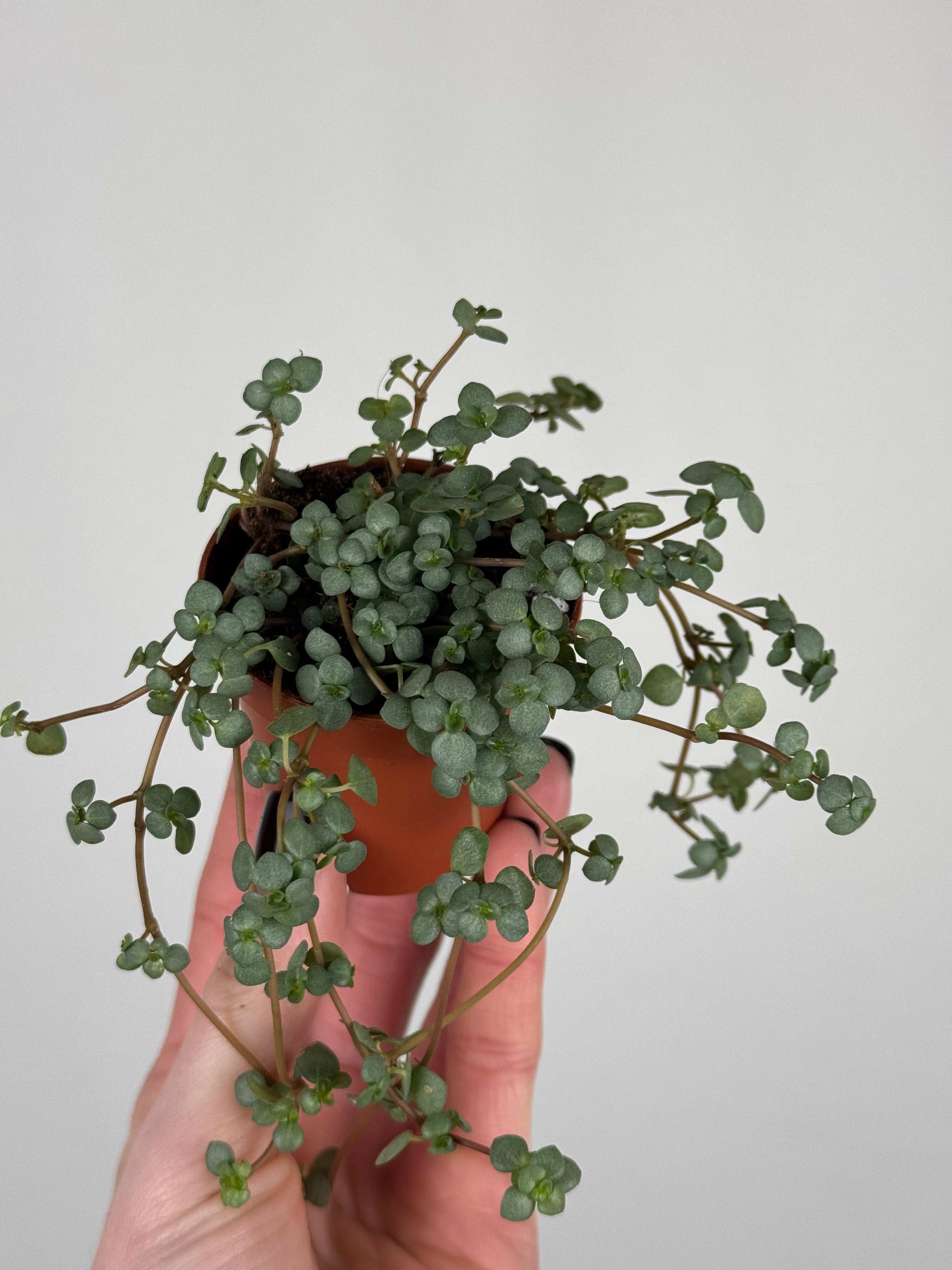 Pilea Glaucophylla "Greyzy"