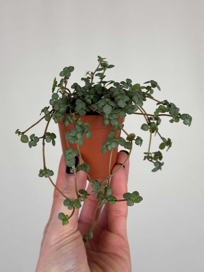Pilea Glaucophylla "Greyzy"