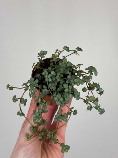 Pilea Glaucophylla "Greyzy"