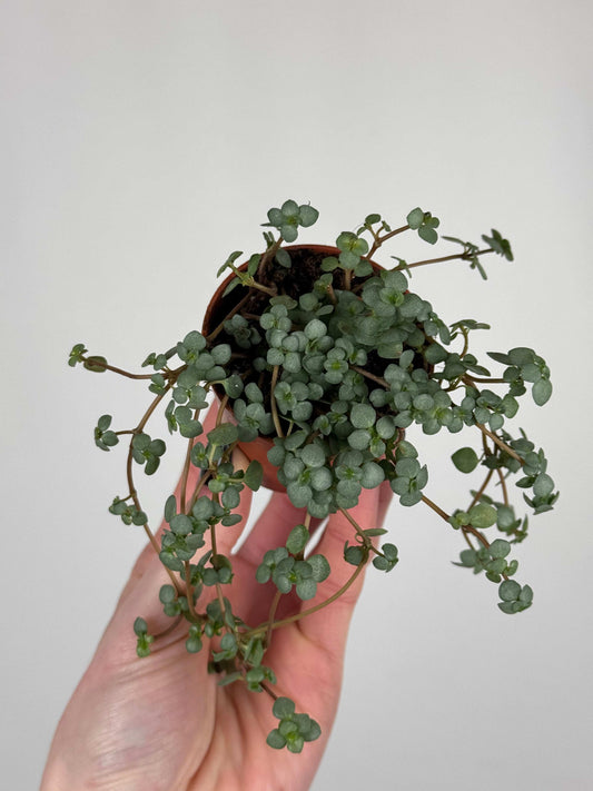 Pilea Glaucophylla "Greyzy"