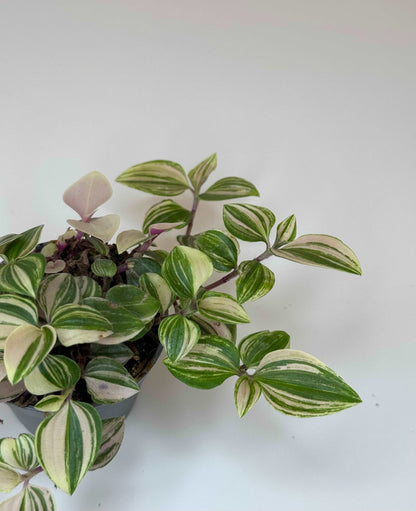 Tradescantia Fluminensis “Quadricolor”