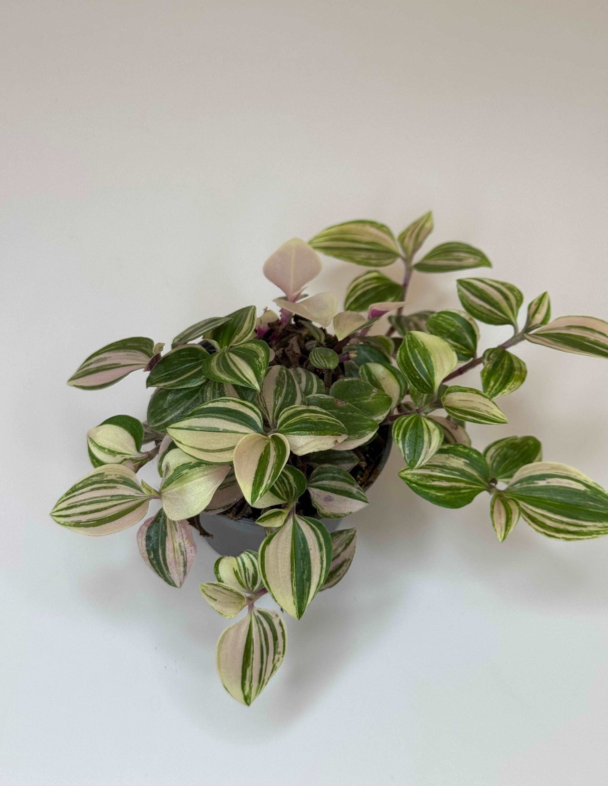 Tradescantia Fluminensis “Quadricolor”