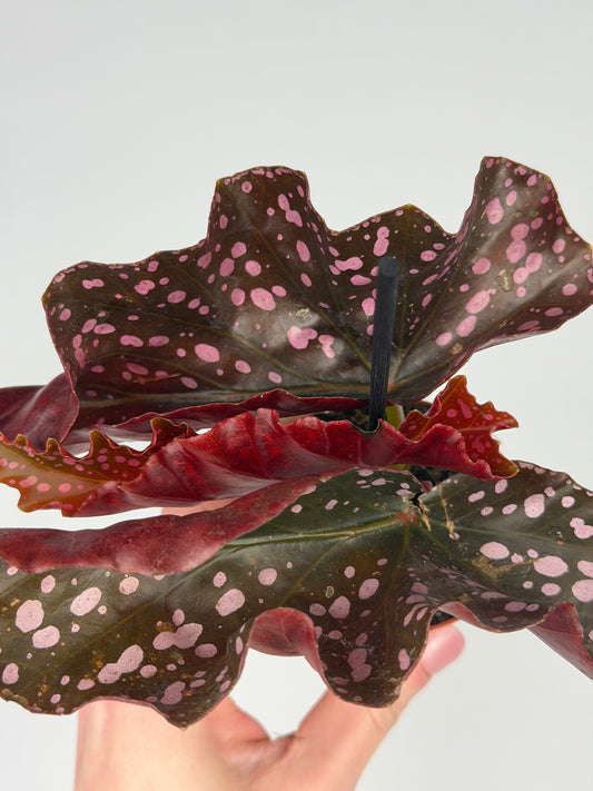 Begonia 'Cracklin' Rosie' Begonia Tropical Corner