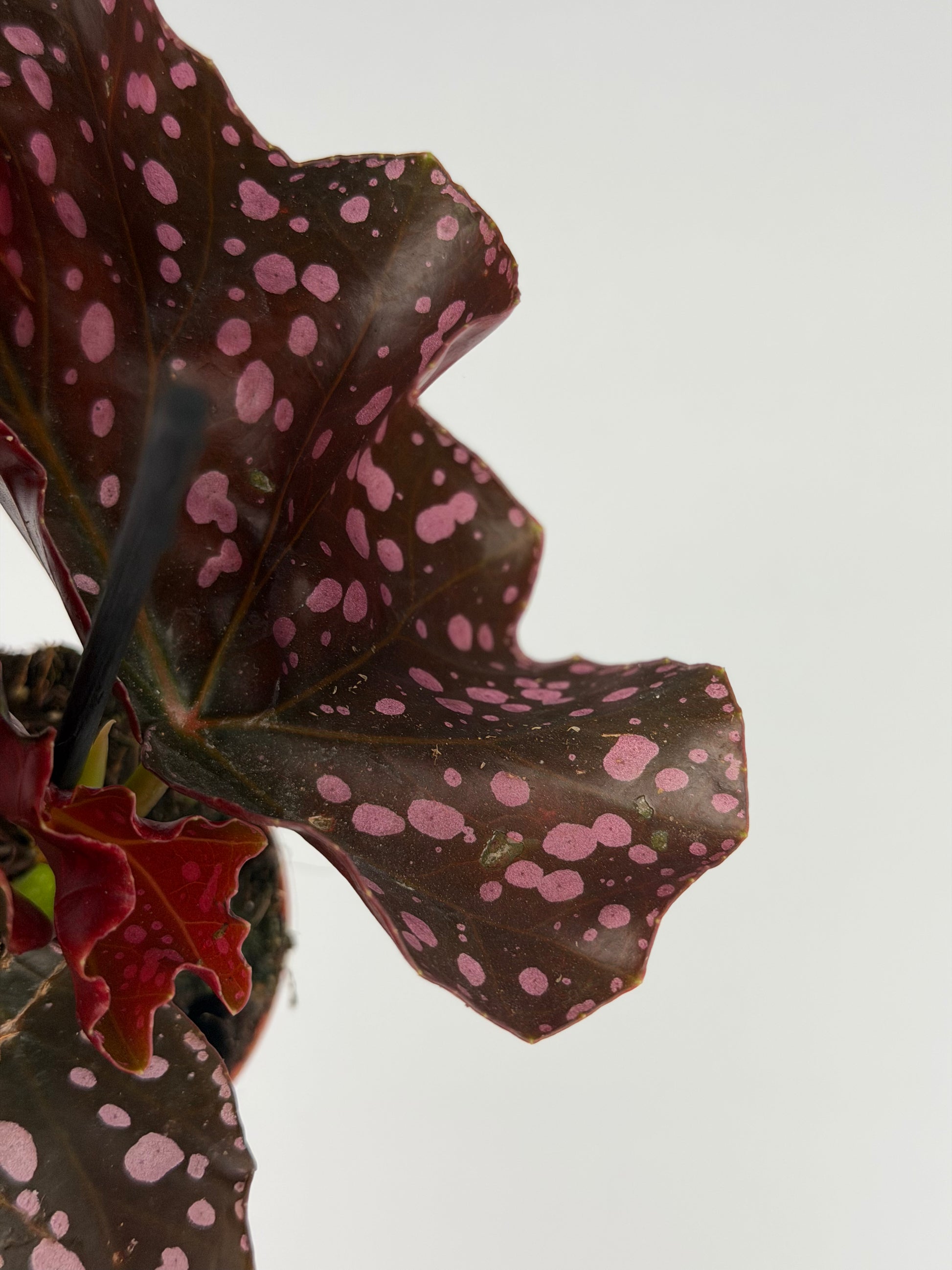 Begonia 'Cracklin' Rosie' Begonia Tropical Corner