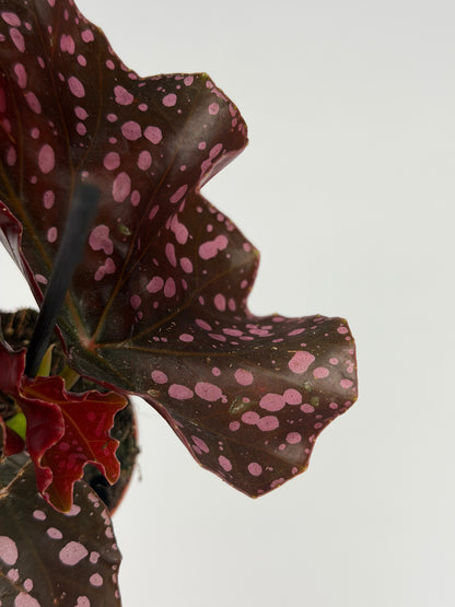 Begonia 'Cracklin' Rosie' Begonia Tropical Corner