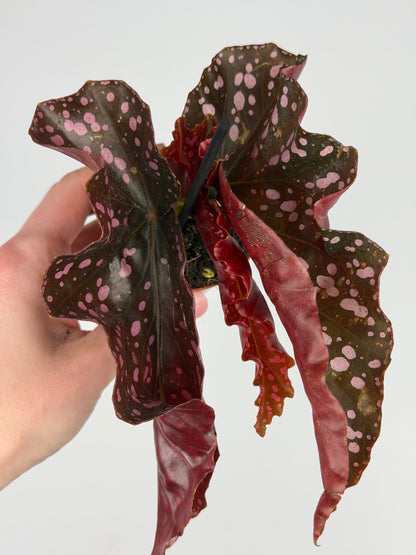 Begonia 'Cracklin' Rosie' Begonia Tropical Corner