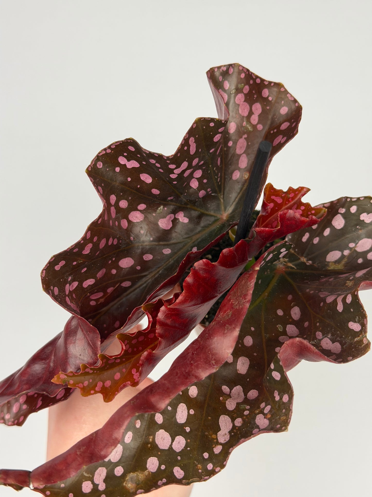 Begonia 'Cracklin' Rosie' Begonia Tropical Corner