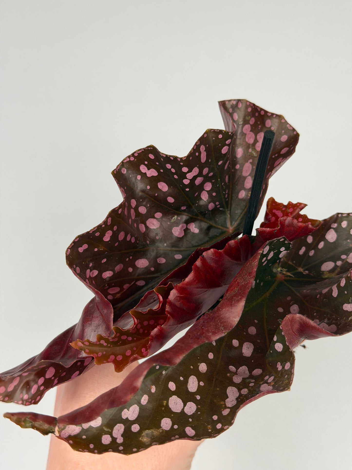 Begonia 'Cracklin' Rosie' Begonia Tropical Corner