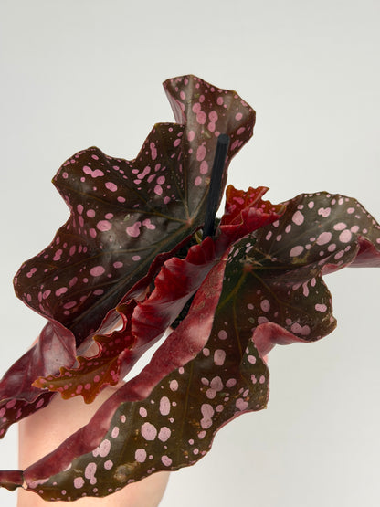 Begonia 'Cracklin' Rosie' Begonia Tropical Corner