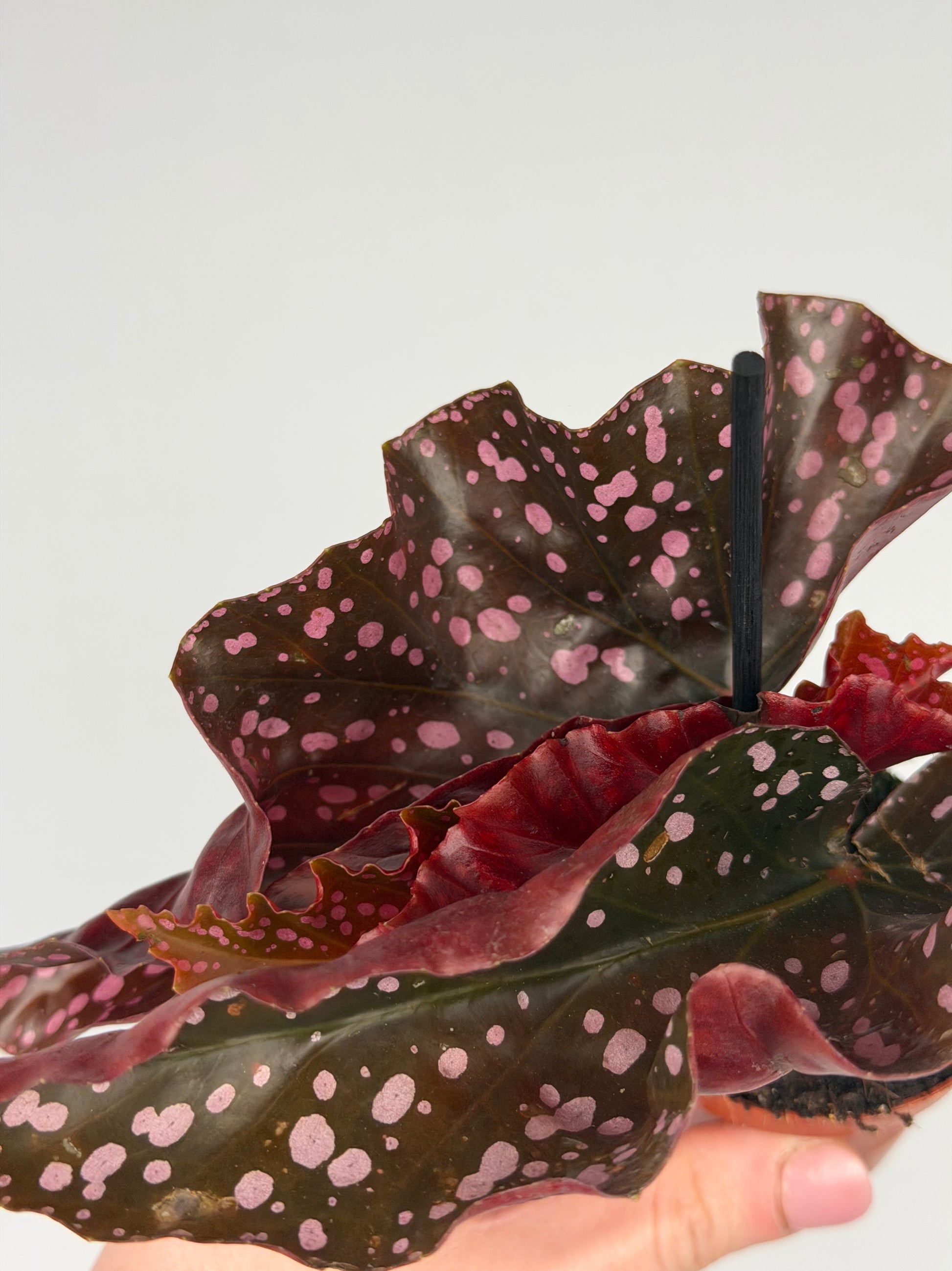 Begonia 'Cracklin' Rosie' Begonia Tropical Corner