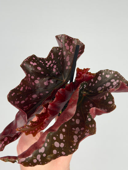 Begonia 'Cracklin' Rosie' Begonia Tropical Corner