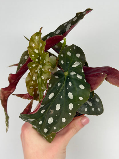 Begonia maculata Begonia Tropical Corner