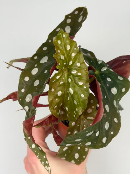 Begonia maculata Begonia Tropical Corner