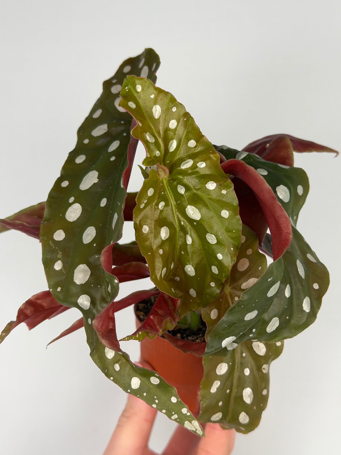 Begonia maculata Begonia Tropical Corner