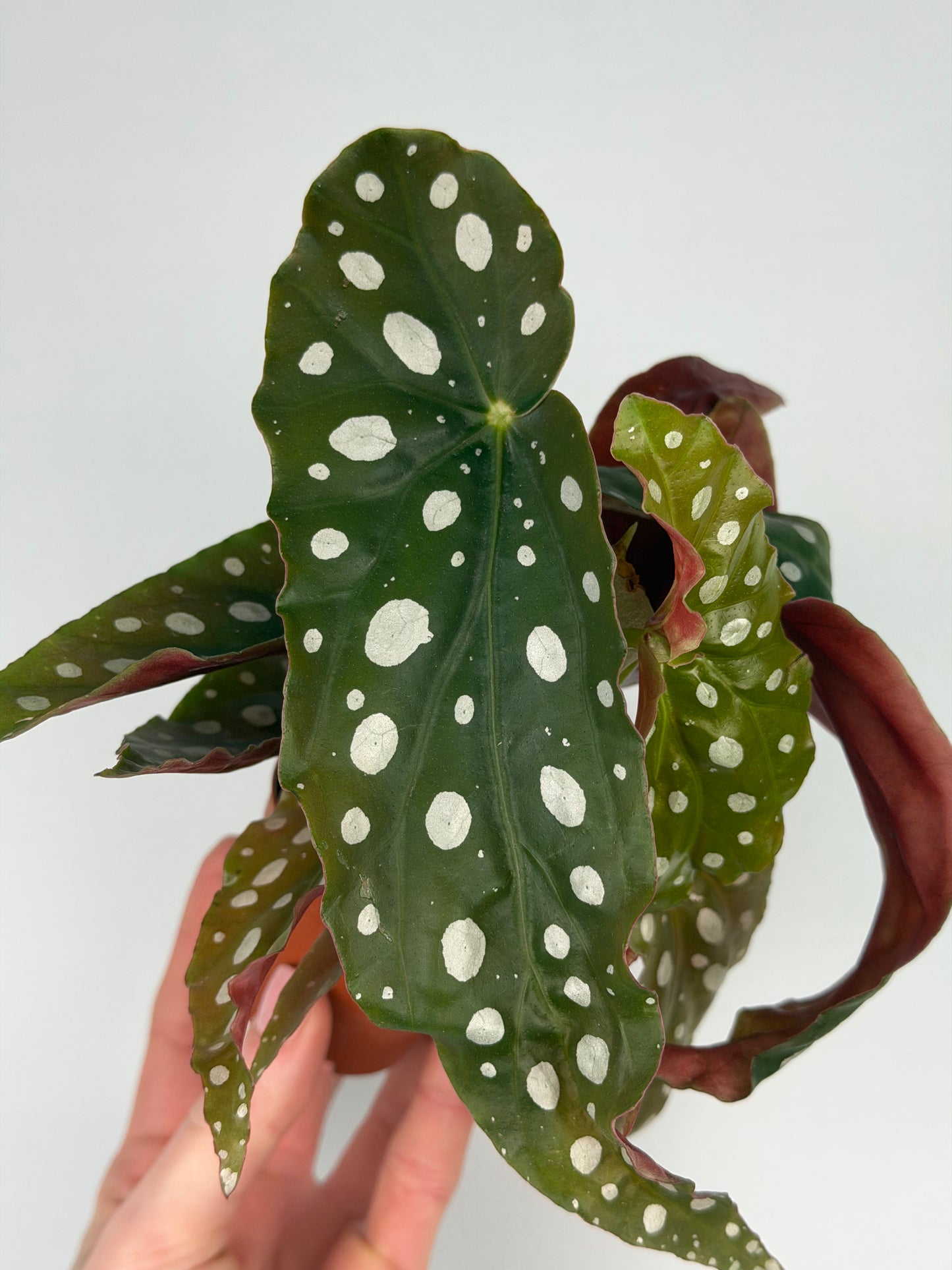 Begonia maculata Begonia Tropical Corner