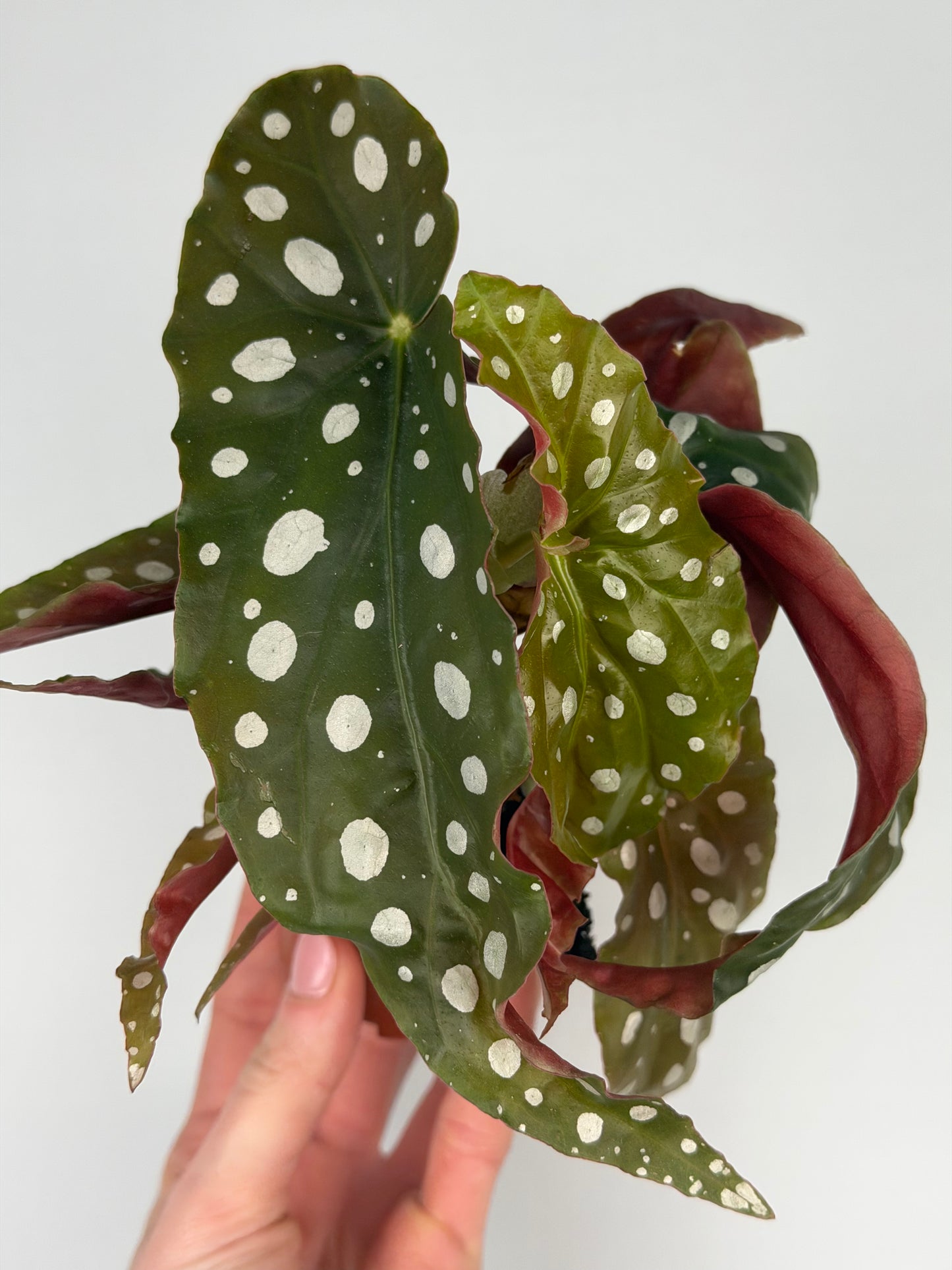 Begonia maculata Begonia Tropical Corner
