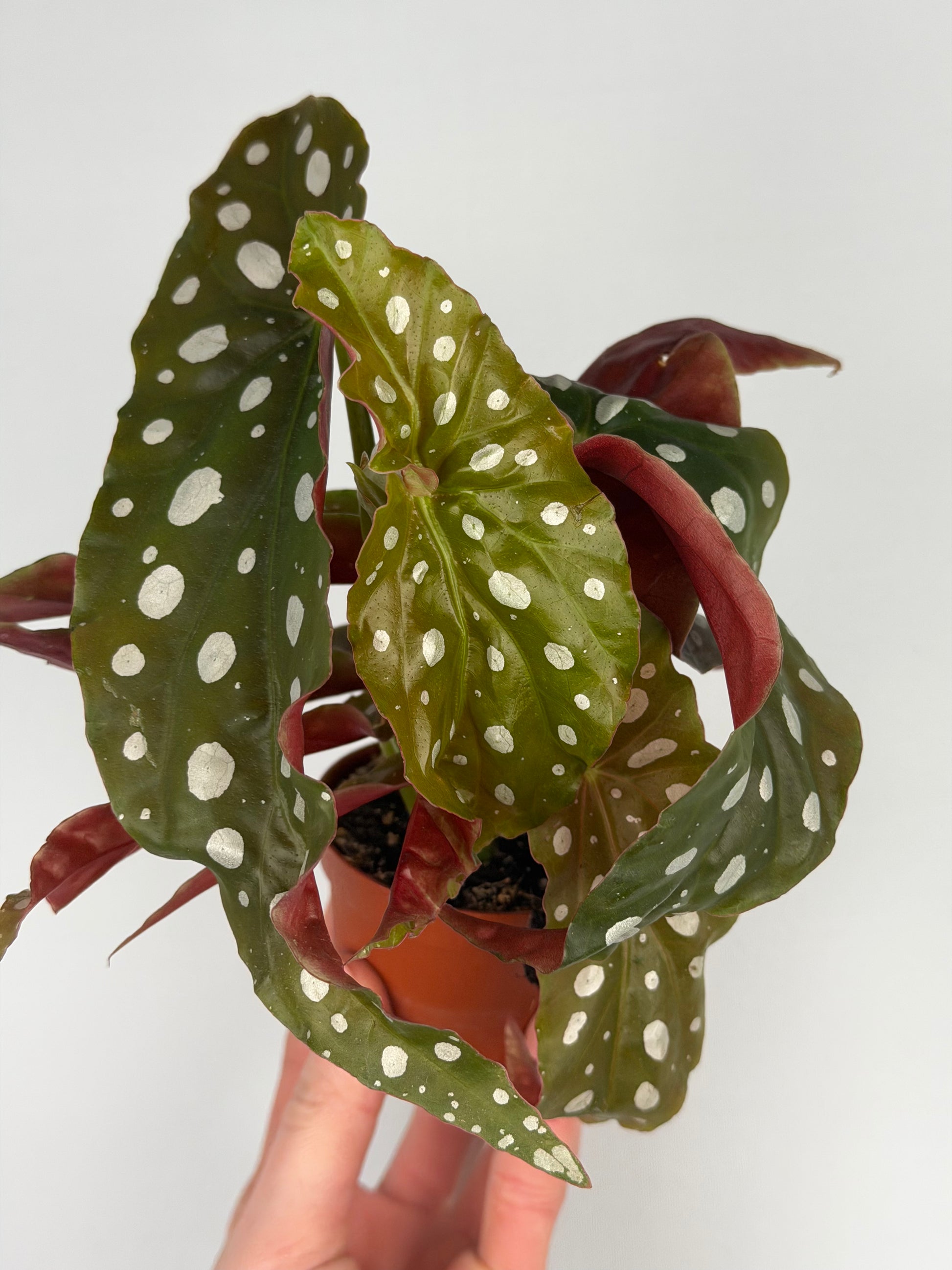 Begonia maculata Begonia Tropical Corner