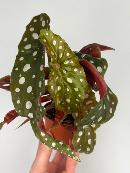 Begonia maculata Begonia Tropical Corner