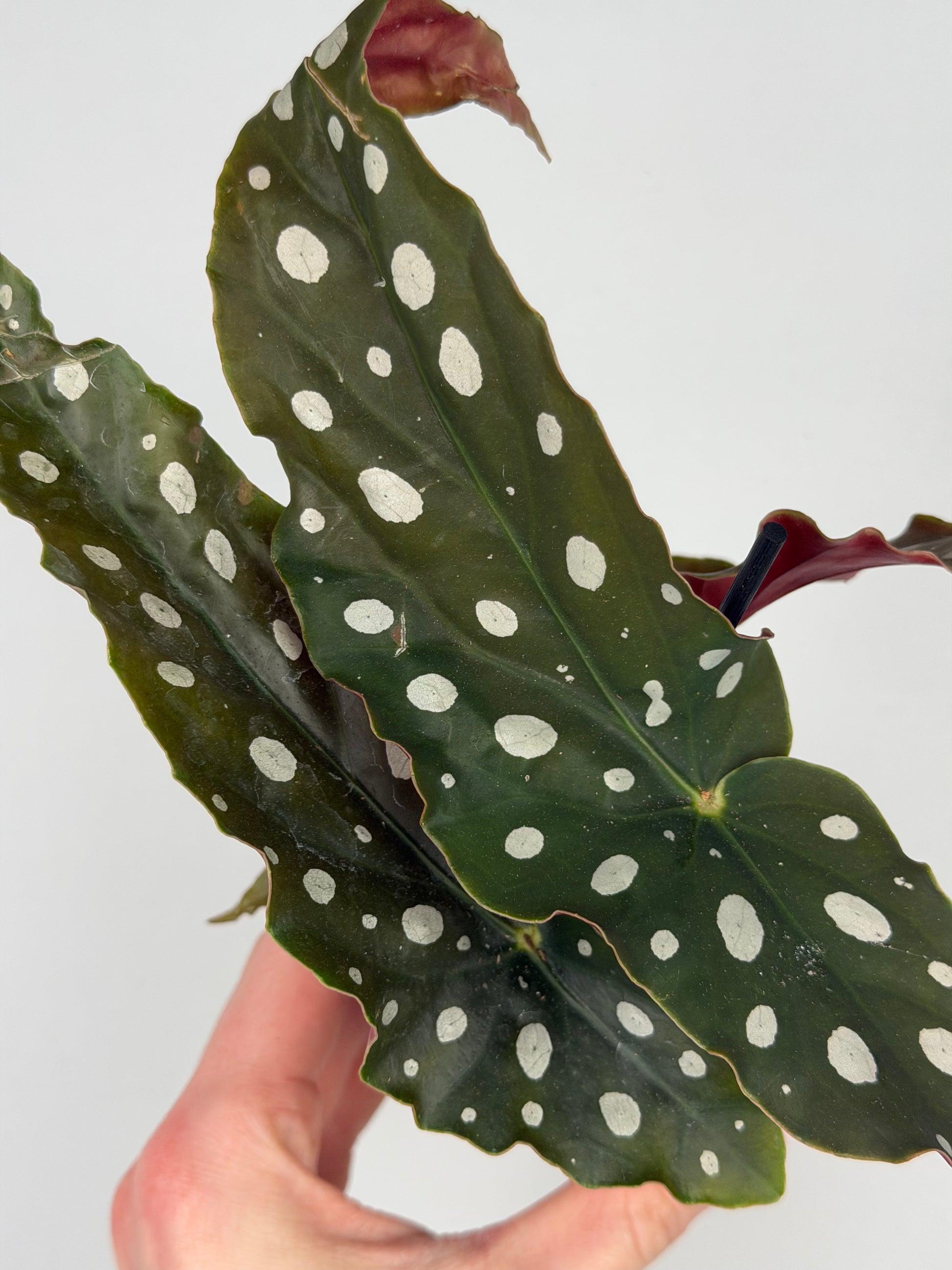 Begonia maculata Begonia Tropical Corner