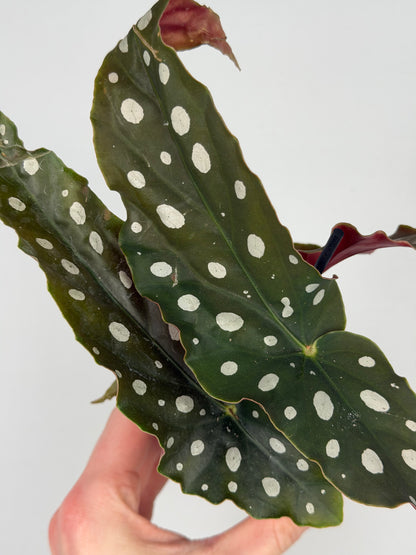 Begonia maculata Begonia Tropical Corner