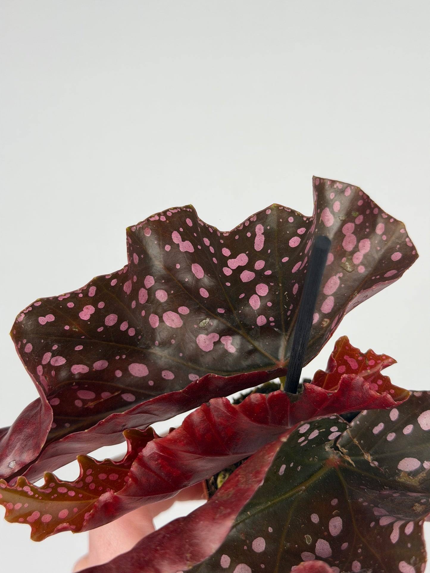 Begonia 'Cracklin' Rosie' Begonia Tropical Corner