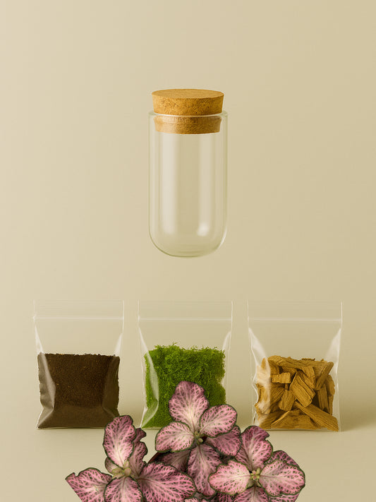 MiniGarden Fittonia Pink Forest Flame MiniGarden Tropical Corner