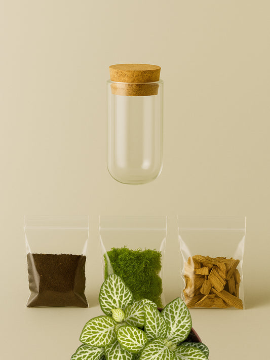 MiniGarden Fittonia Joly Lemon Tropical Corner