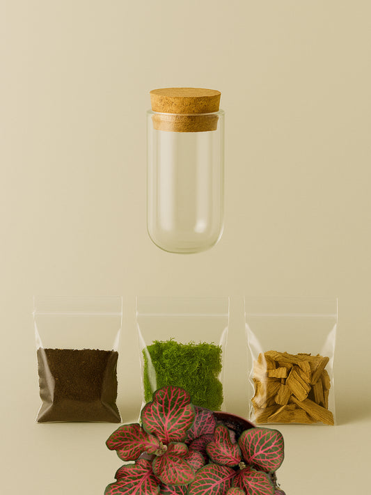 MiniGarden Fittonia Red Star MiniGarden Tropical Corner