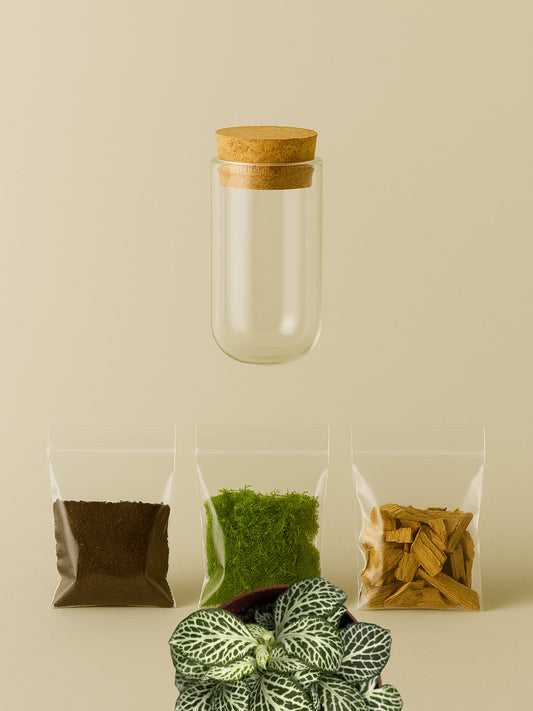 MiniGarden Fittonia White Joly Josan MiniGarden Tropical Corner