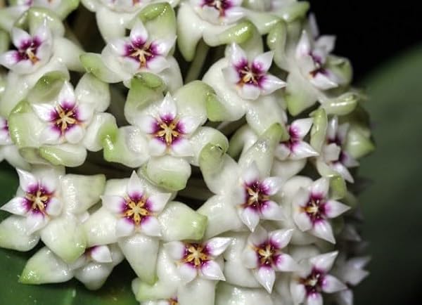 Hoya Parasitica 'Splash' Hoya Tropical Corner