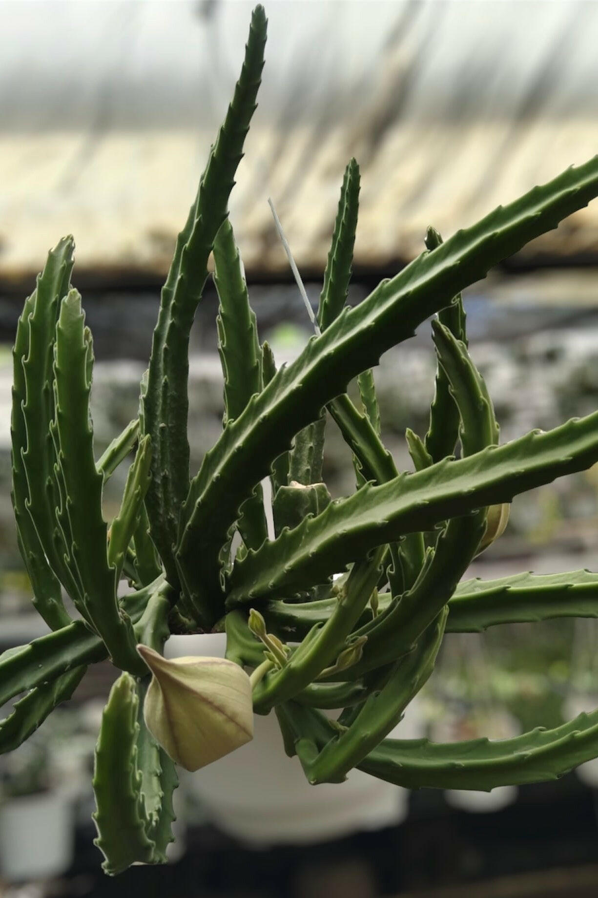 Stapelia Hirsuta