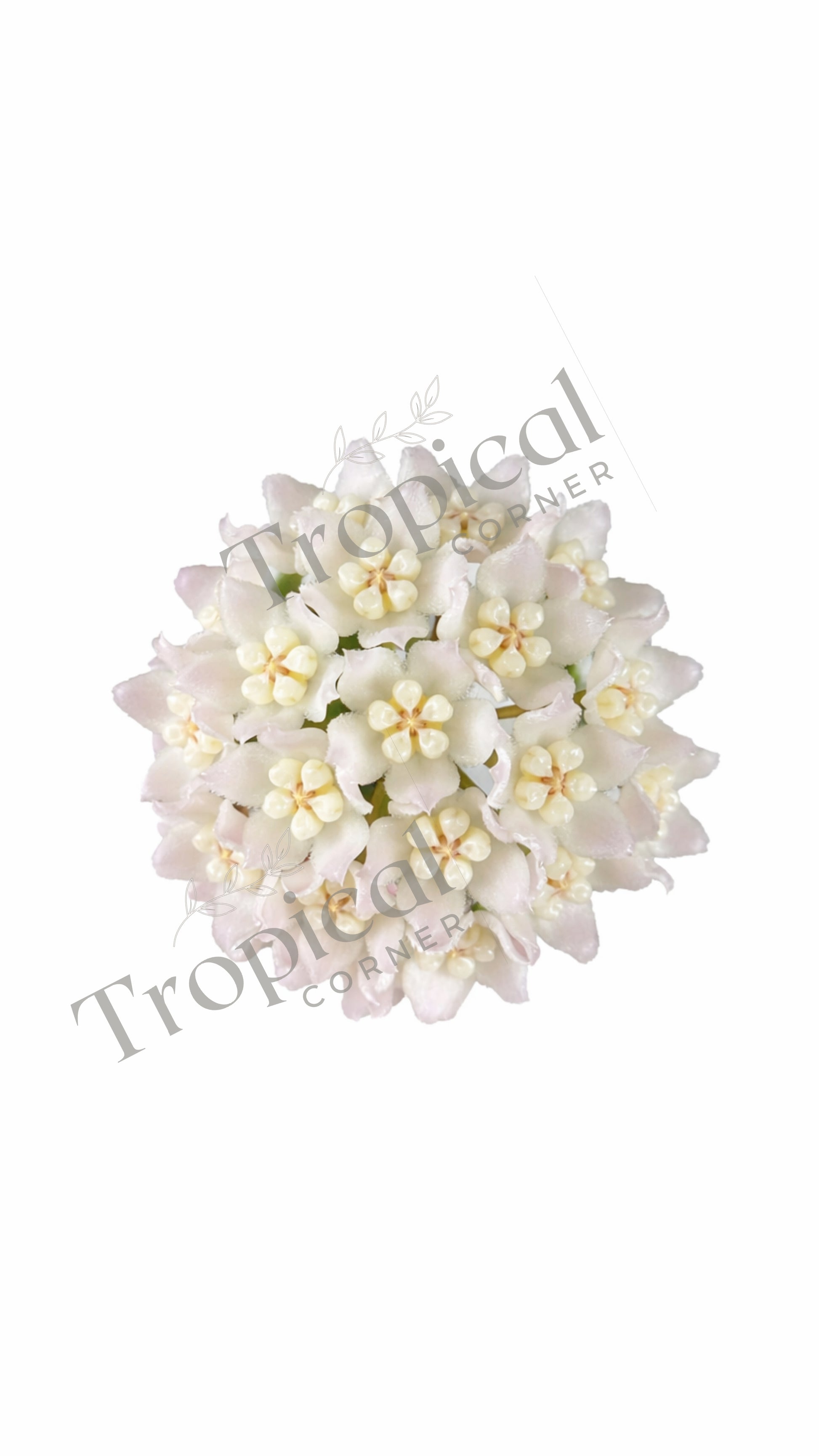 Hoya Thomsonii Hoya Tropical Corner