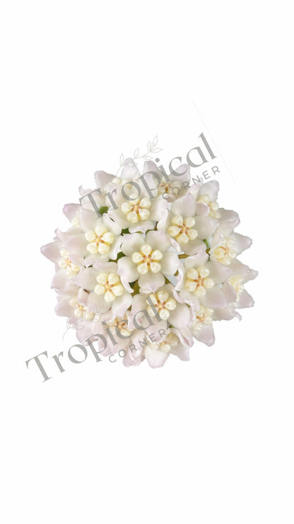 Hoya Thomsonii Hoya Tropical Corner