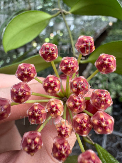 Hoya Memoria Hoya Tropical Corner