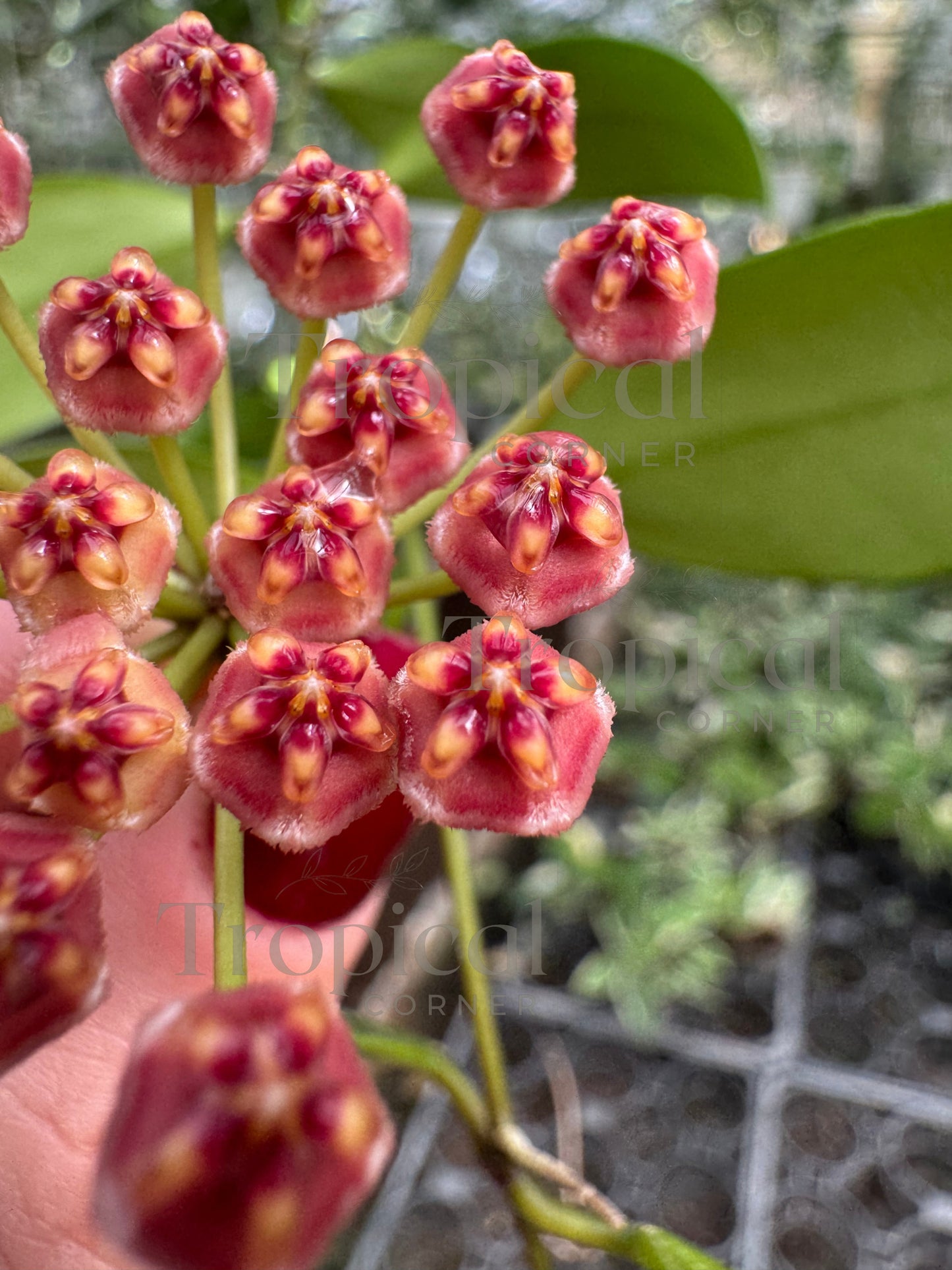 Hoya Memoria Hoya Tropical Corner